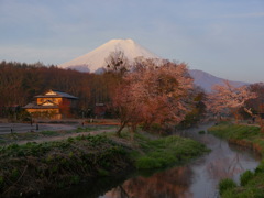 2014　忍野の桜