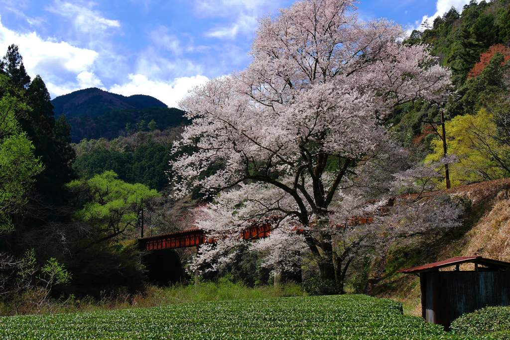 笹間渡の桜
