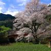 笹間渡の桜