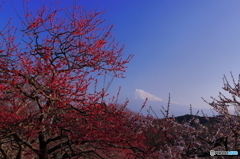 梅と富士山