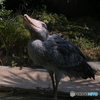 水を飲むハシビロコウ