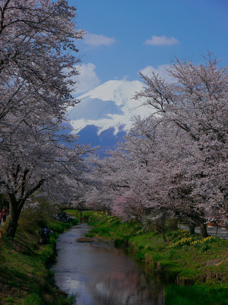 春の忍野