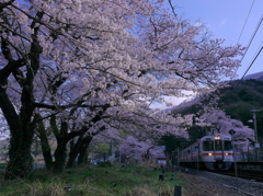 塩之沢駅の桜