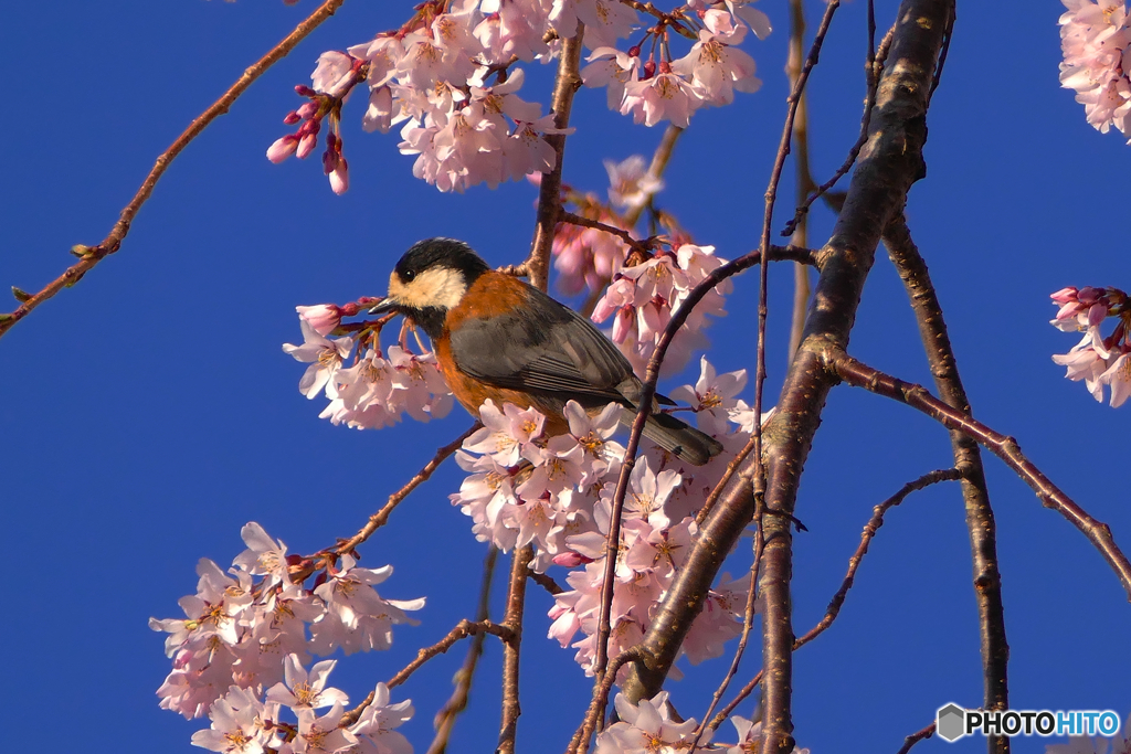 身延山　枝垂れ桜にヤマガラ