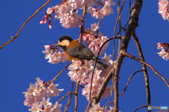 身延山　枝垂れ桜にヤマガラ