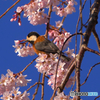 身延山　枝垂れ桜にヤマガラ