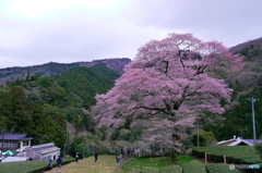 牛代の水目桜