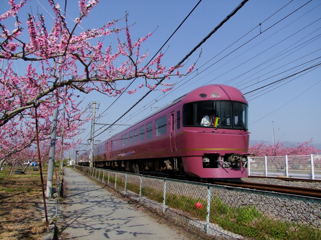 過去画像　宴と桃の花