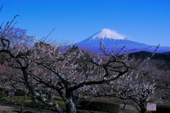 岩本山の梅