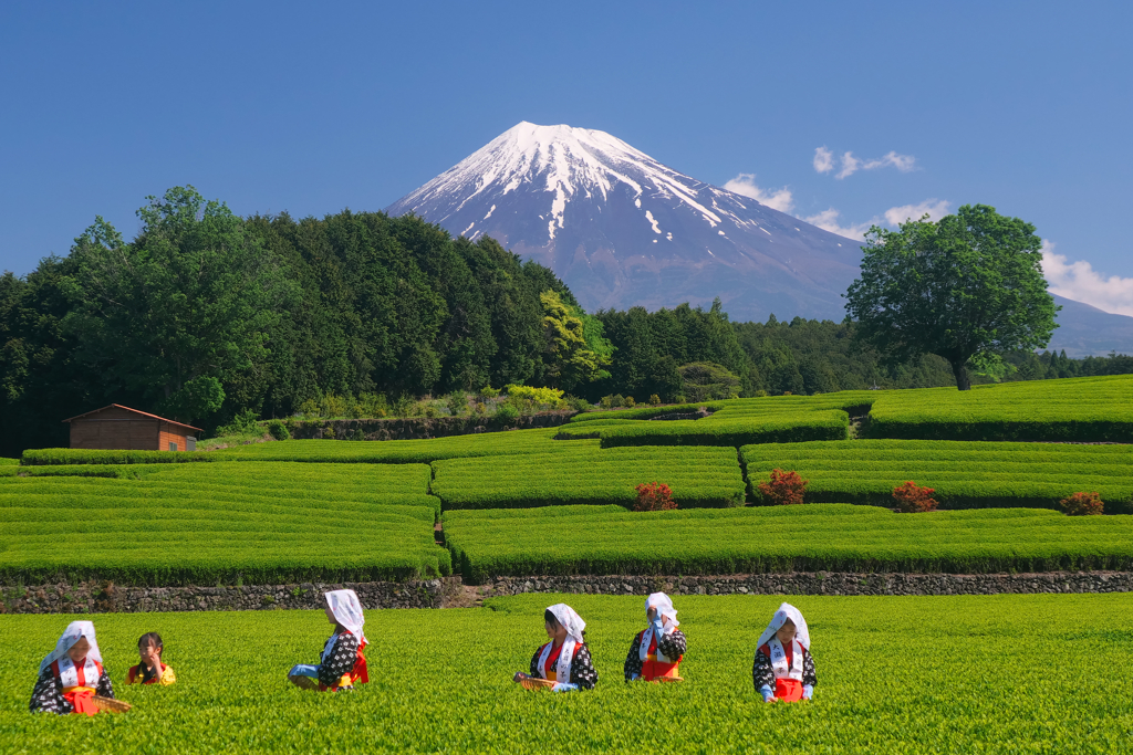 茶畑と富士山