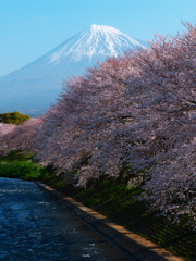 富士と桜