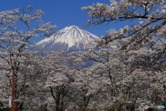 平成最後の春