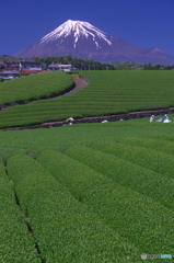 富士山と茶畑