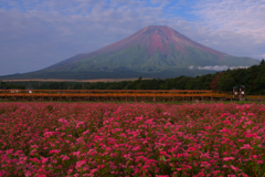 花と富士山