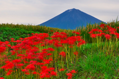 富士山と彼岸花