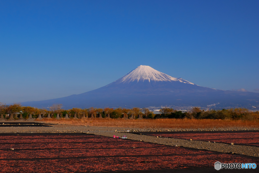 富士山と桜エビ