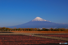 富士山と桜エビ