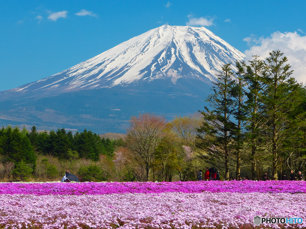 過去画像富士芝桜まつり