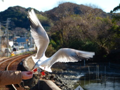 天浜線　佐久米駅のゆりかもめ