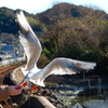 天浜線　佐久米駅のゆりかもめ