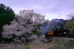 大井川鉄道さくら号