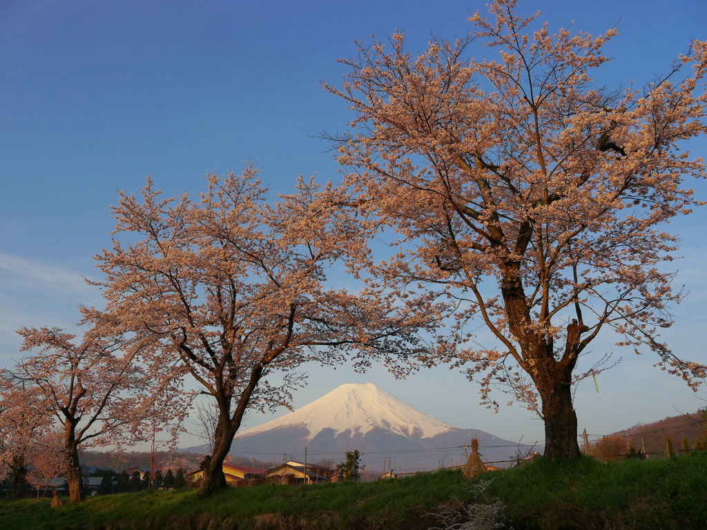2014　忍野の桜
