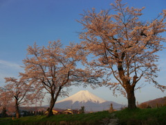 2014　忍野の桜