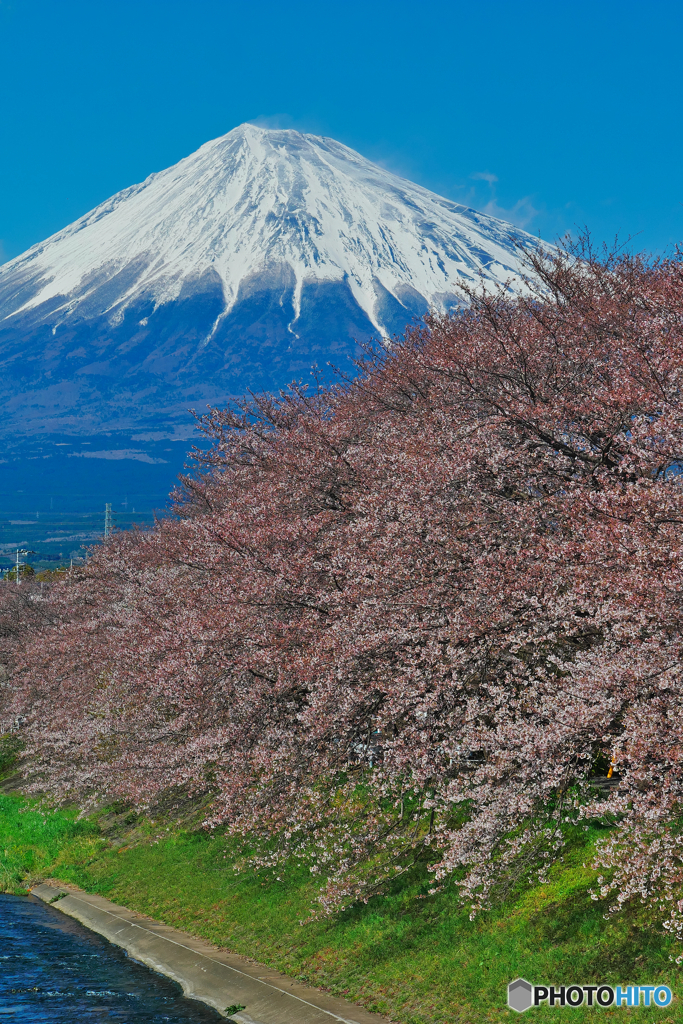 過去画像　桜と富士