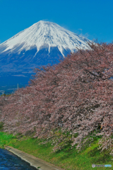 過去画像　桜と富士