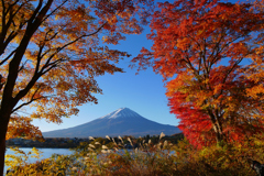 河口湖の紅葉と富士山