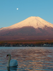 月と富士山と白鳥