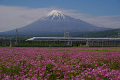 レンゲと富士山