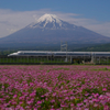 レンゲと富士山