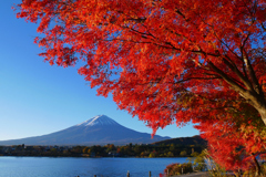 河口湖の紅葉と富士山
