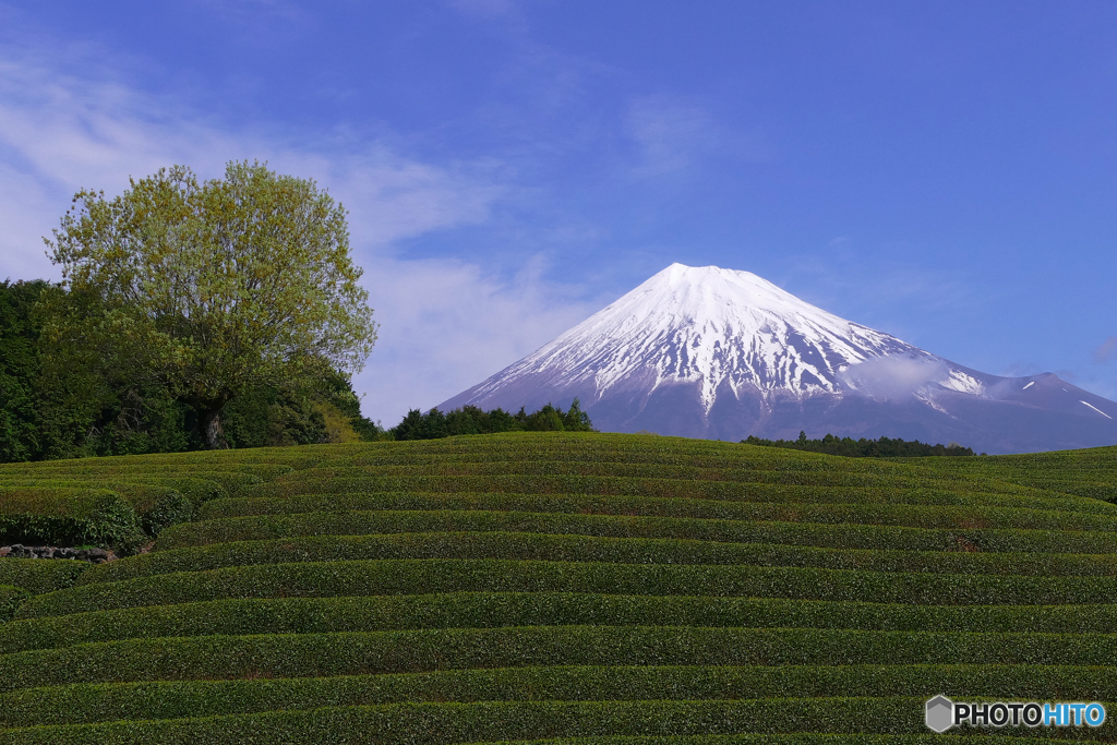 新緑のころ富士山