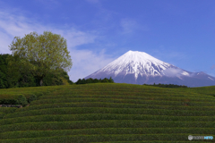 新緑のころ富士山