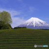 新緑のころ富士山