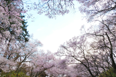 高遠城址　桜まつり