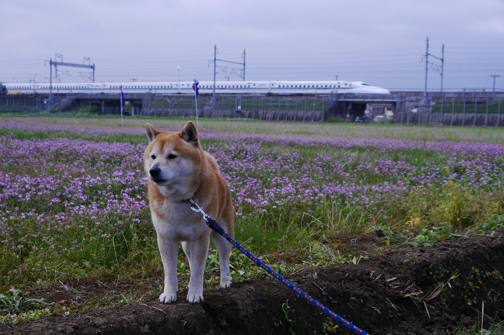蓮華に芝にＮ700系