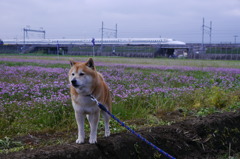 蓮華に芝にＮ700系