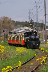 春のトロッコ列車