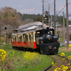 春のトロッコ列車