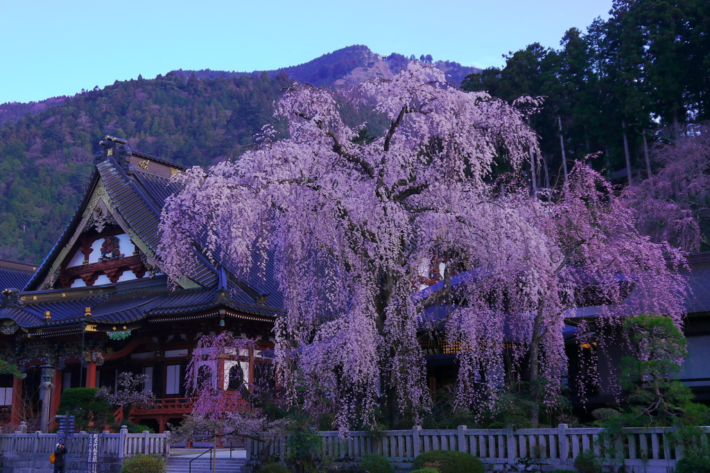 2015身延山の枝垂れ桜