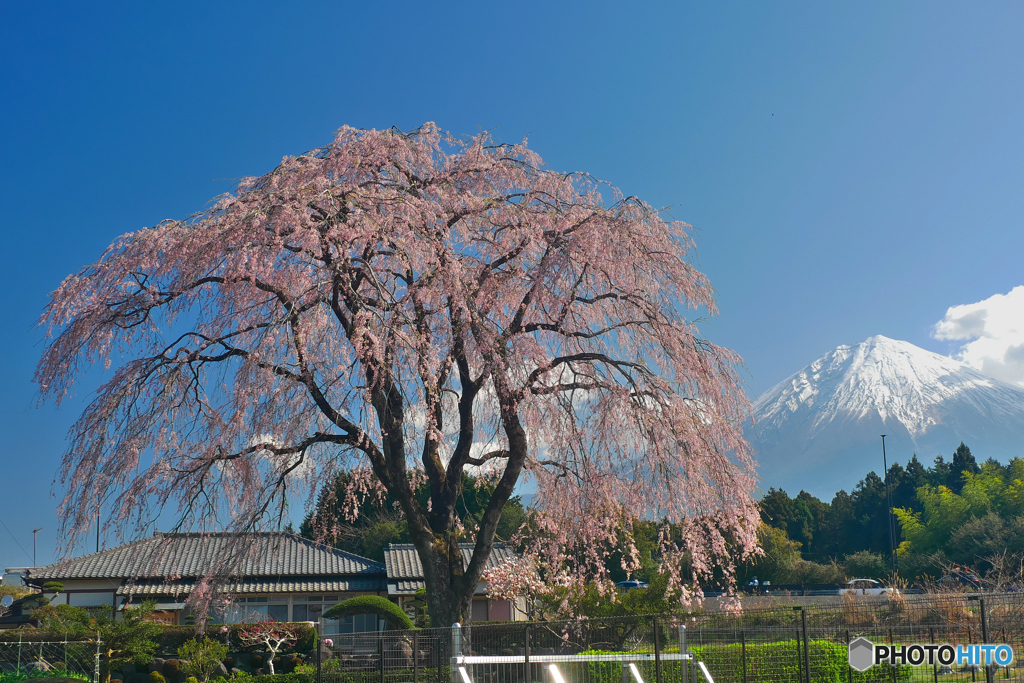 桜と富士