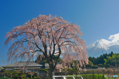 桜と富士