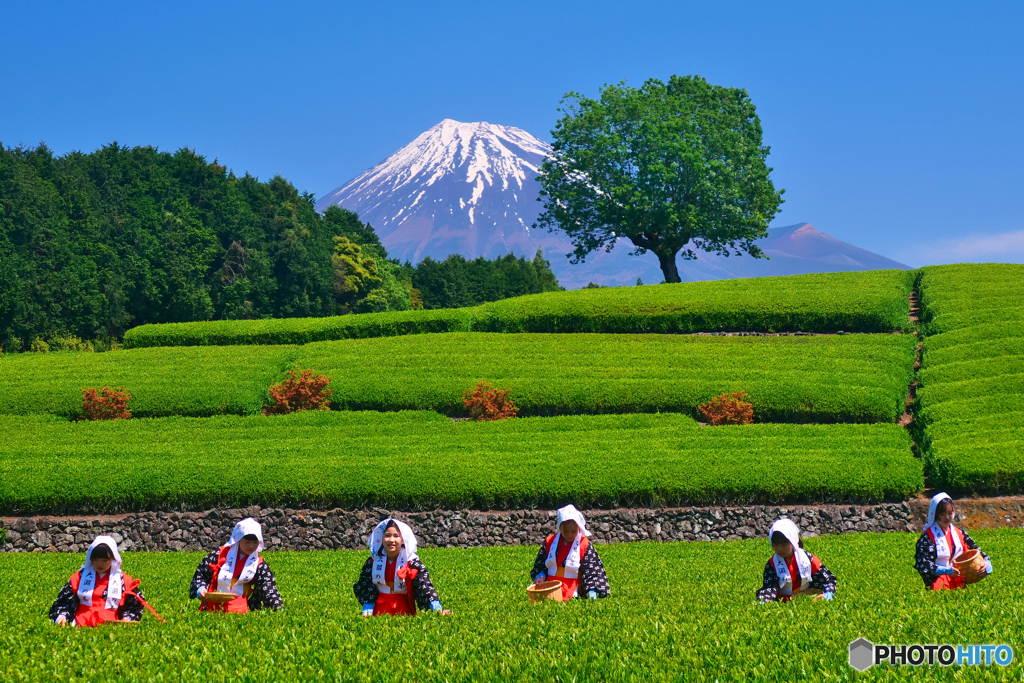 大渕お茶まつり