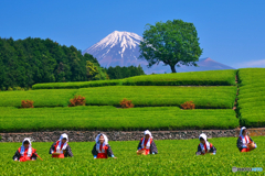 大渕お茶まつり