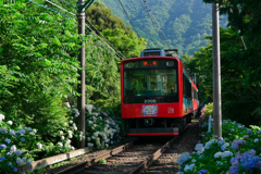 アジサイと箱根登山鉄道@大平台