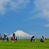 茶娘と富士山