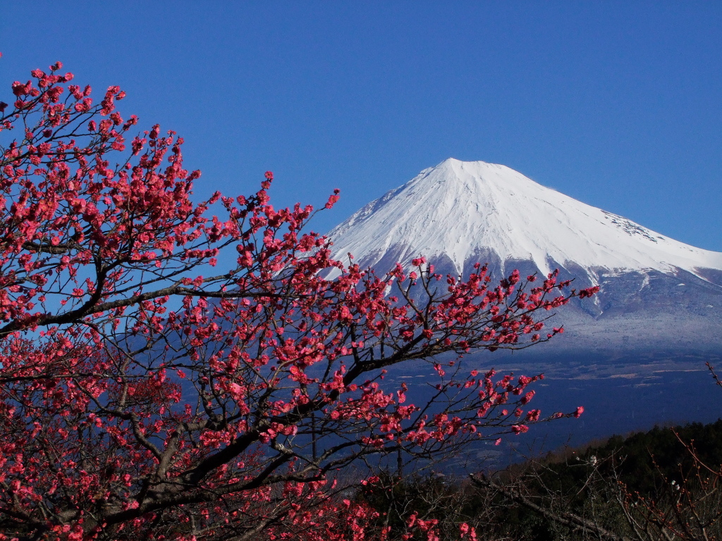 梅と富士山
